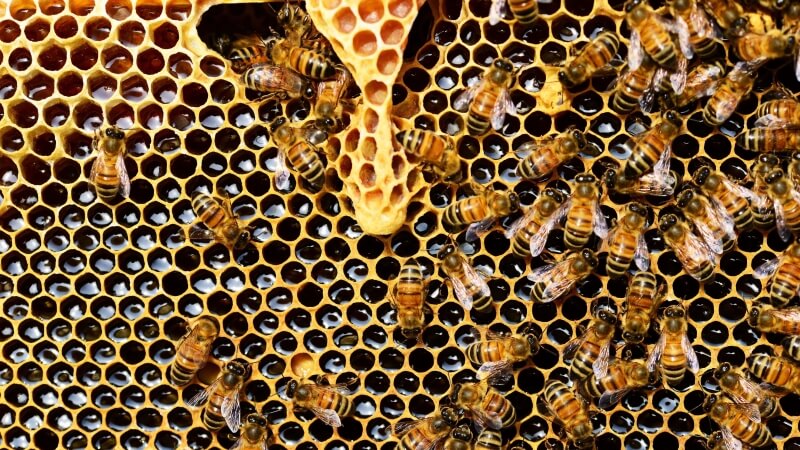 Close up bees