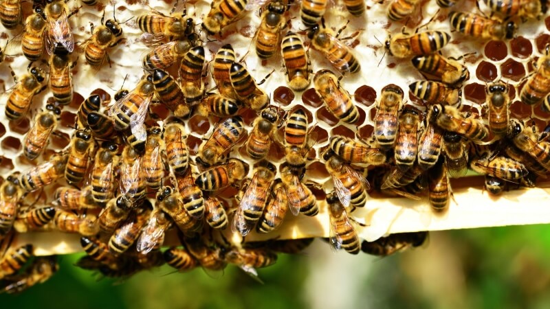 Close up bees