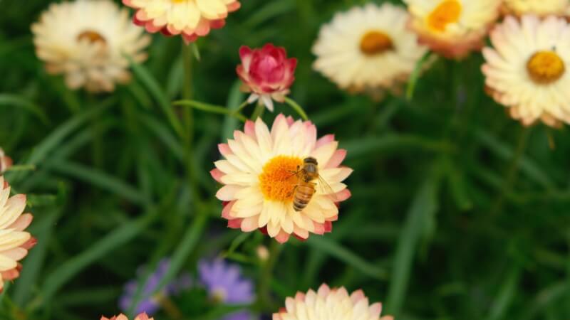 Bee on yellow Flowers