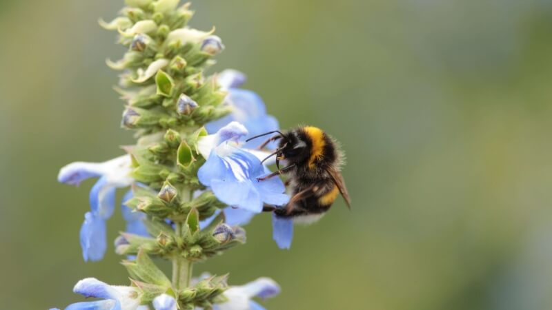Bee on blue flower