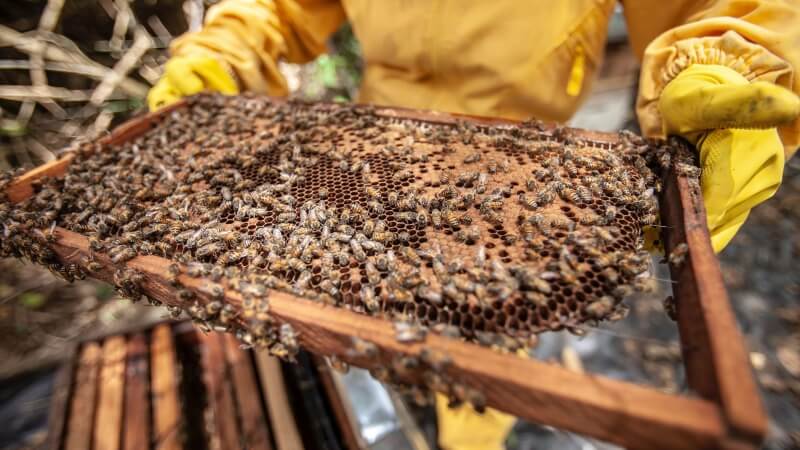 Bees making honey