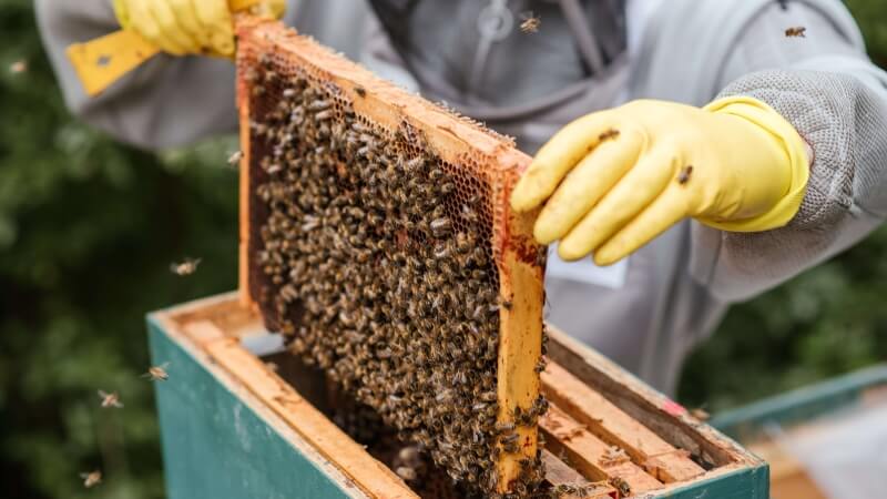 Bees making honey