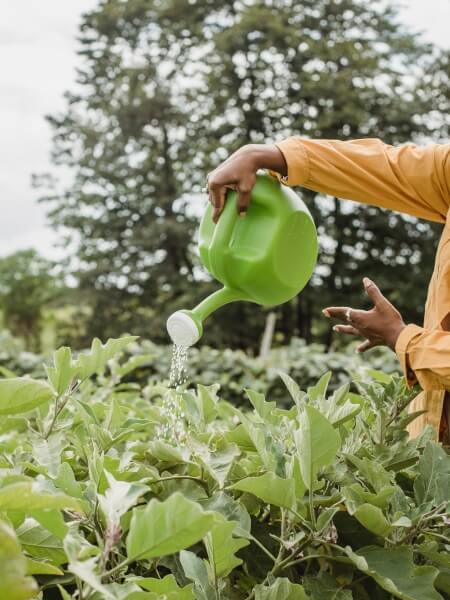 Watering plants