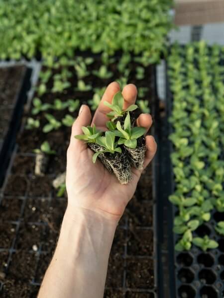 Plant sapling