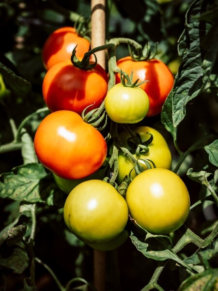 Growing tomatoes