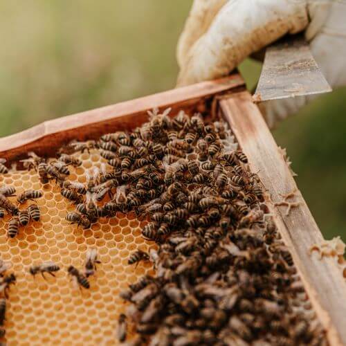 Honeycomb