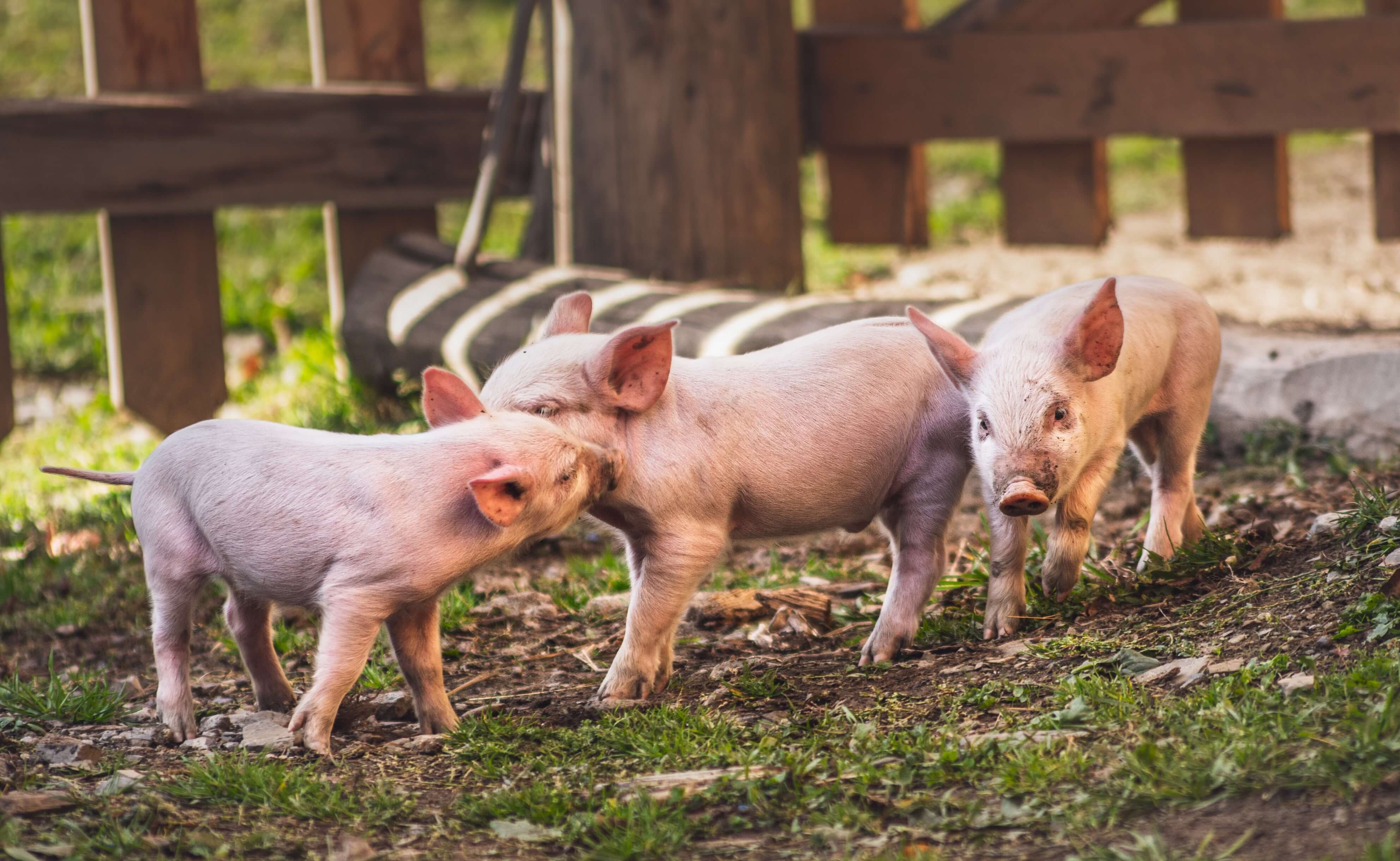 Piglets