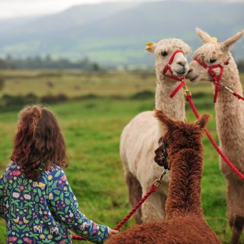Alpaca Trecking