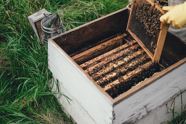 Beekeeper Harvesting Honey